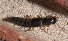 Pinophilus