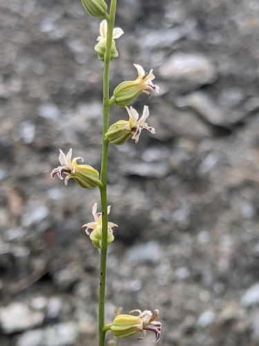 Image of Streptanthus barbiger by no rights reserved