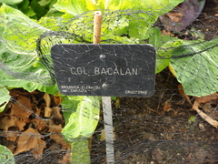 Brassica oleracea capitata