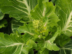 Brassica oleracea capitata