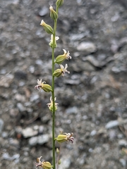 Streptanthus barbiger