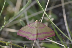 Rhodostrophia calabra
