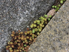 Marchantia polymorpha