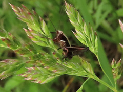 Metrioptera brachyptera