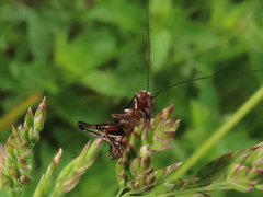 Metrioptera brachyptera