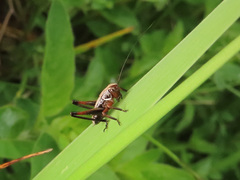 Metrioptera brachyptera