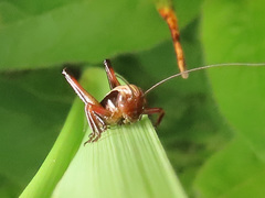 Metrioptera brachyptera