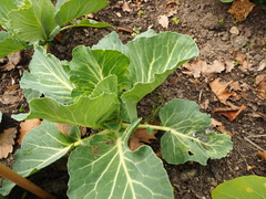 Brassica oleracea capitata