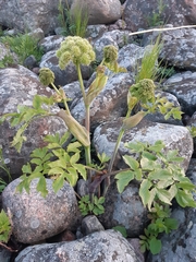 Angelica archangelica litoralis