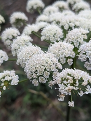 Angelica californica