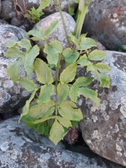 Angelica archangelica litoralis