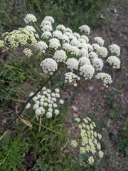 Angelica californica