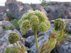 Angelica archangelica litoralis