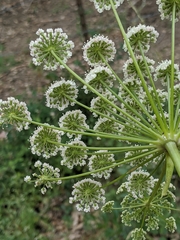 Angelica californica