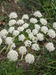 Angelica californica
