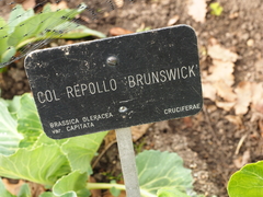 Brassica oleracea capitata