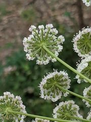 Angelica californica
