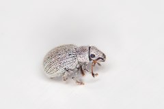 Foucartia squamulata