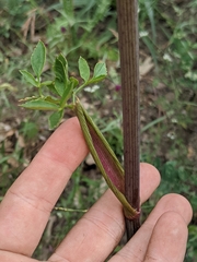 Angelica californica
