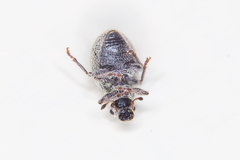 Foucartia squamulata