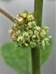 Parietaria officinalis