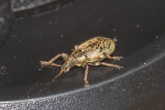 Phyllobius contemptus