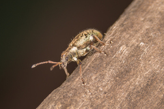 Phyllobius contemptus