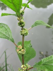 Parietaria officinalis