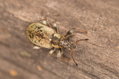 Phyllobius contemptus