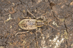 Phyllobius contemptus