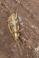 Phyllobius contemptus