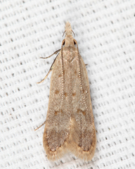 Dichomeris punctidiscellus