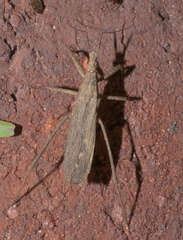 Pygolampis pectoralis