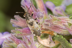 Heterogaster cathariae