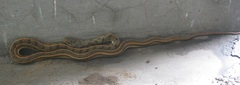 Amphiesma stolatum