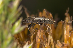 Heterogaster cathariae