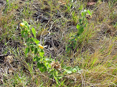 Abutilon sonneratianum