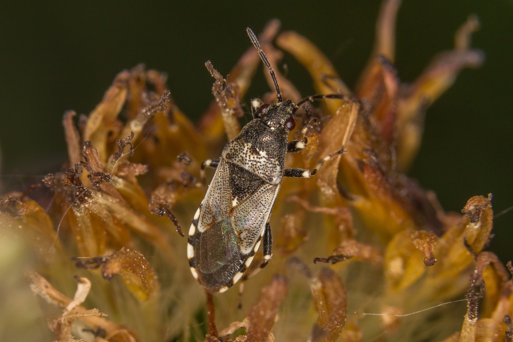 Heterogaster cathariae