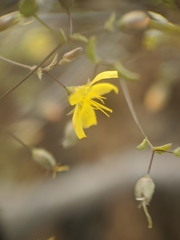 Hesperolinon adenophyllum
