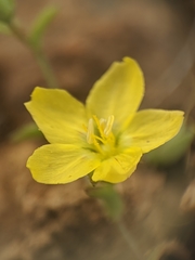 Hesperolinon adenophyllum