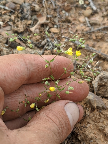 Image of Hesperolinon adenophyllum by no rights reserved