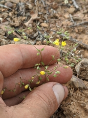 Hesperolinon adenophyllum