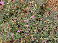 Erodium cicutarium