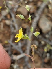 Hesperolinon adenophyllum
