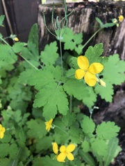 Chelidonium majus