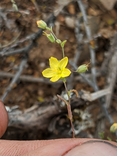 Image of Hesperolinon adenophyllum by no rights reserved