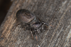 Sibianor aurocinctus