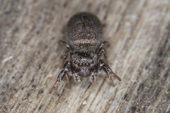 Sibianor aurocinctus