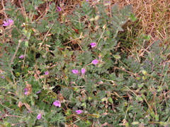 Erodium cicutarium