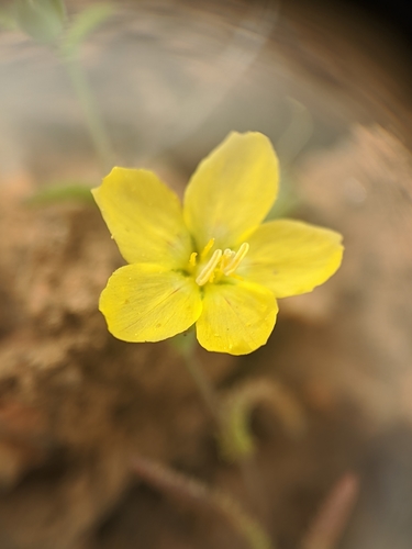Image of Hesperolinon adenophyllum by no rights reserved
